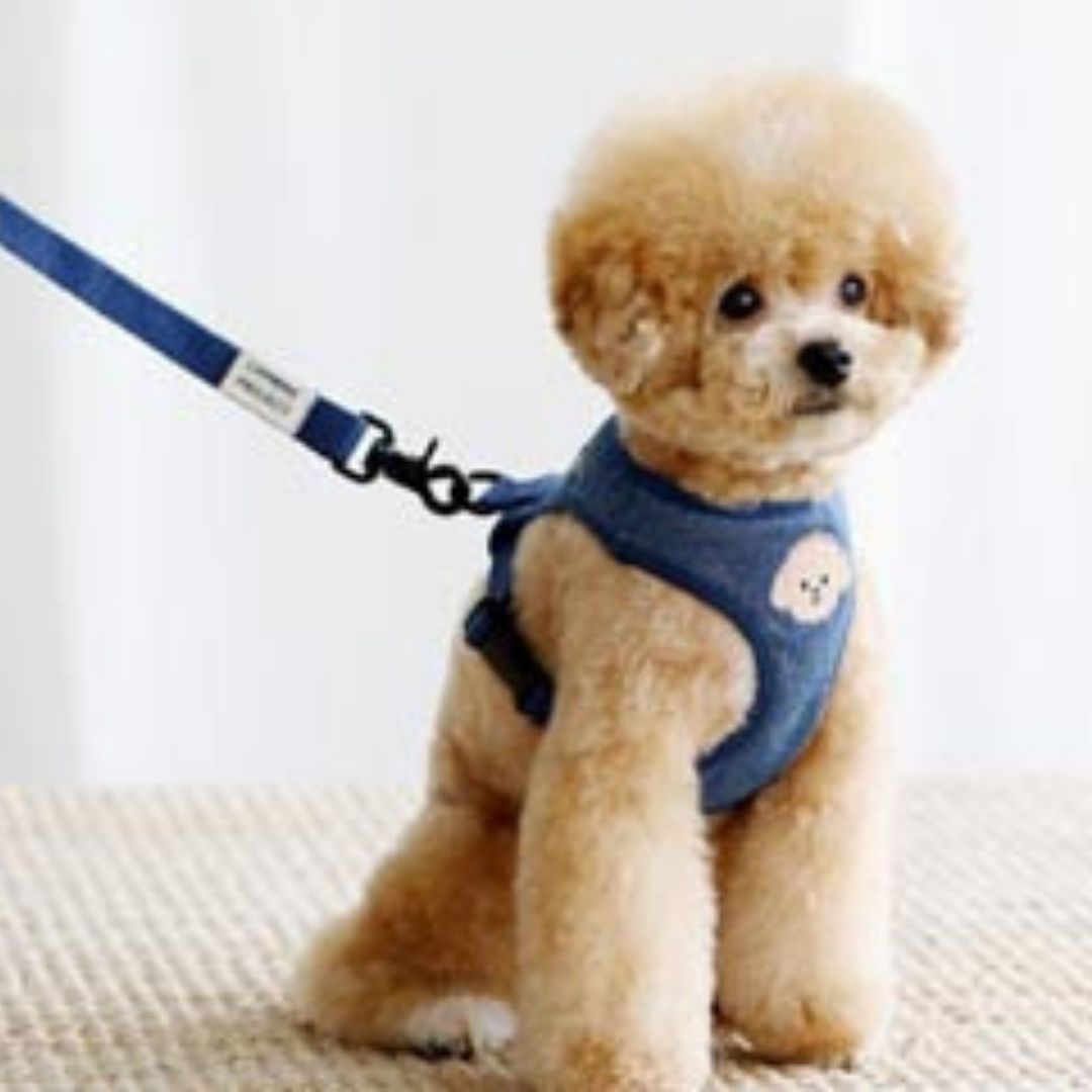 Dog Vest Type Leash